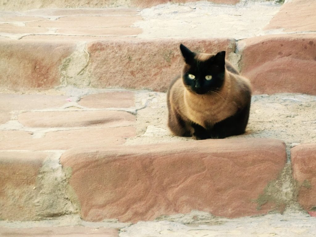 アルバラシンの猫