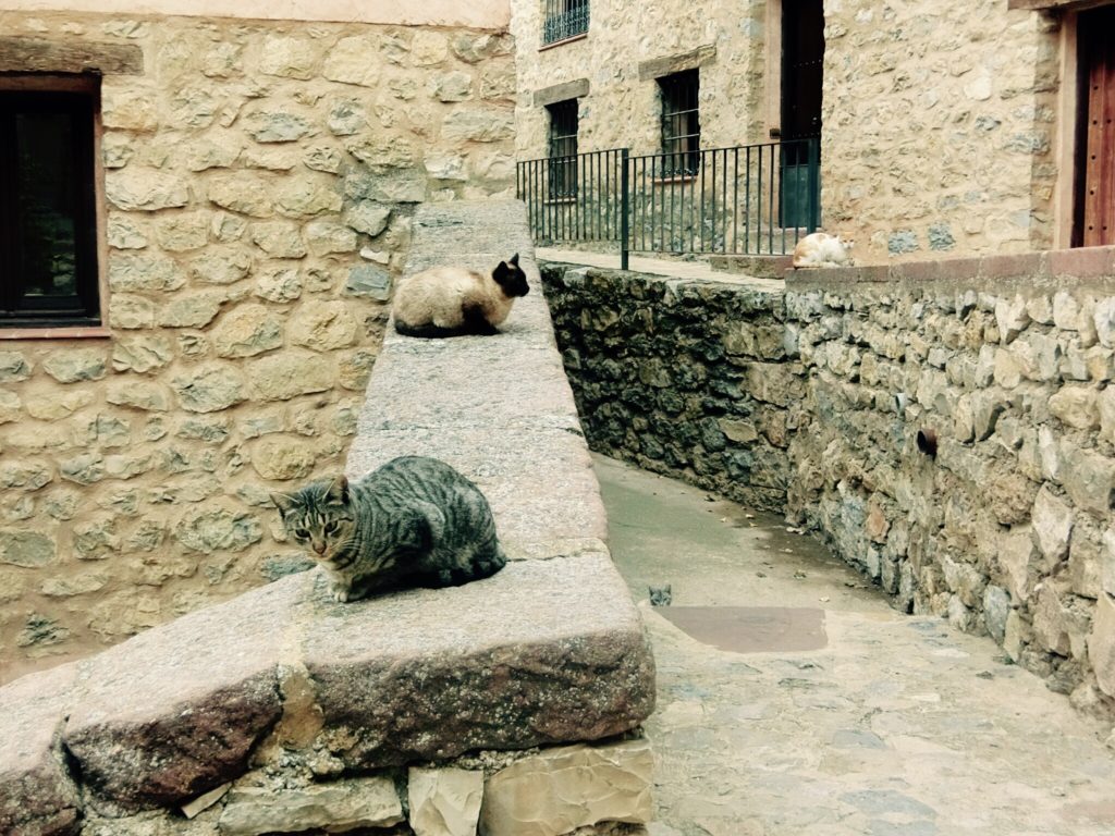 アルバラシンの猫